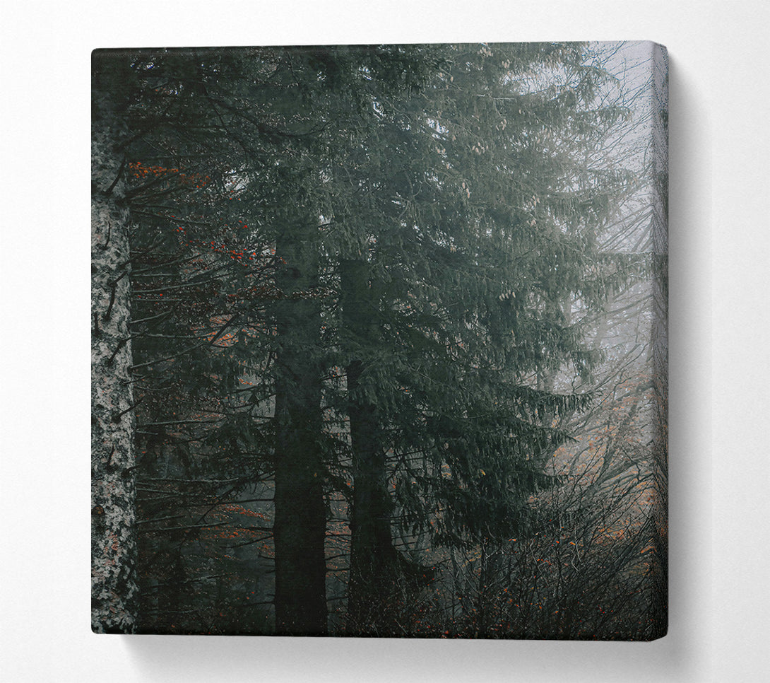  A Canvas Print of Emerald Forest Mist Canvas Wall Art