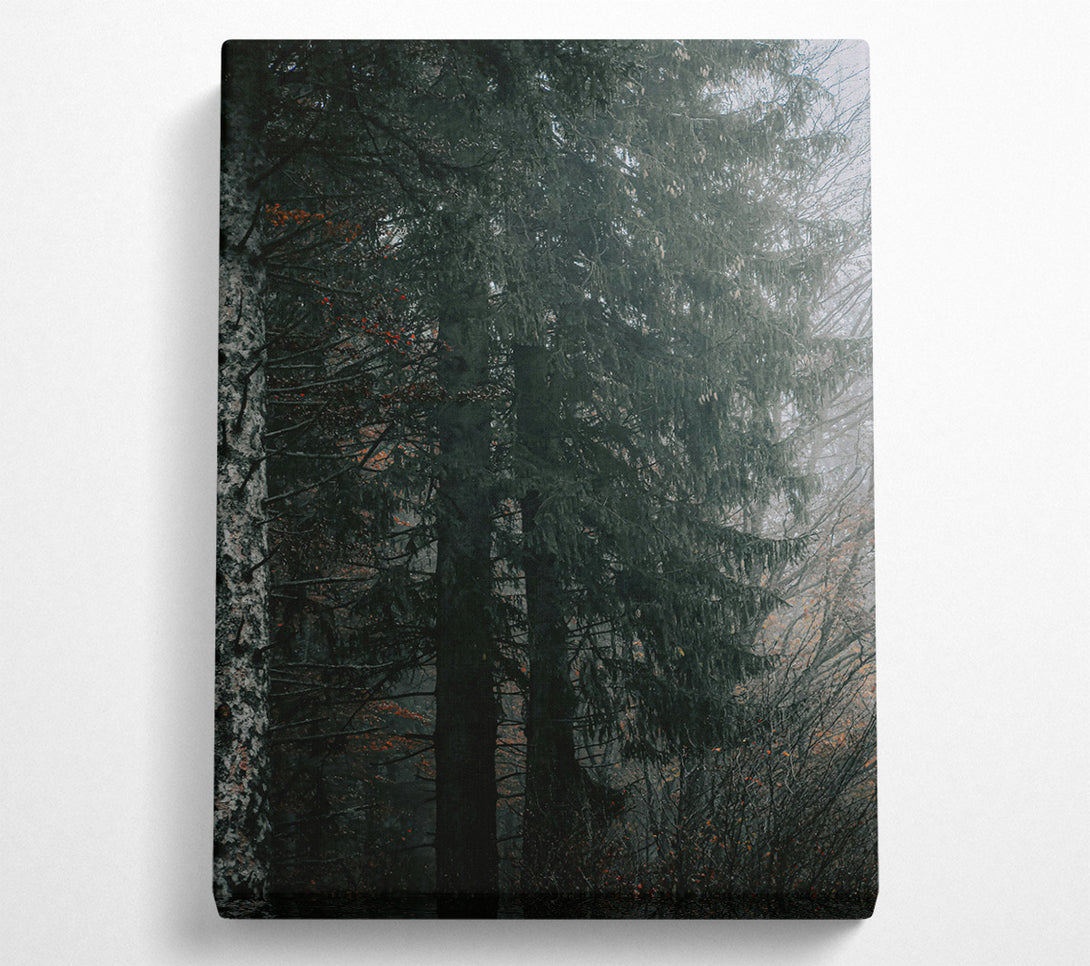  A Canvas Print of Emerald Forest Mist Canvas Wall Art