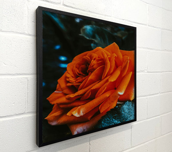 Copper Rose Unfurling