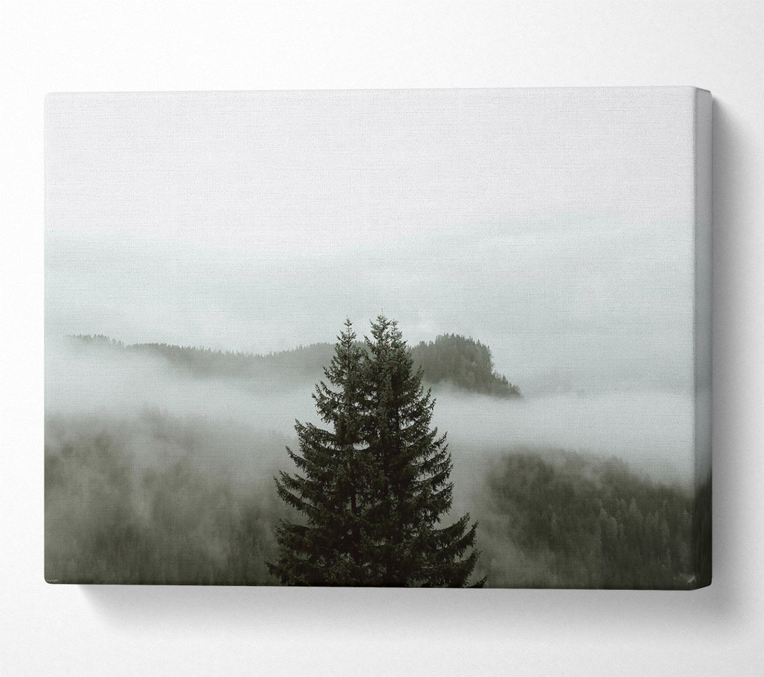  A Canvas Print of Green Foggy Pines Canvas Print