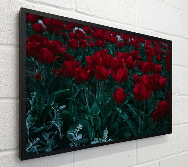 Crimson Tulip Field