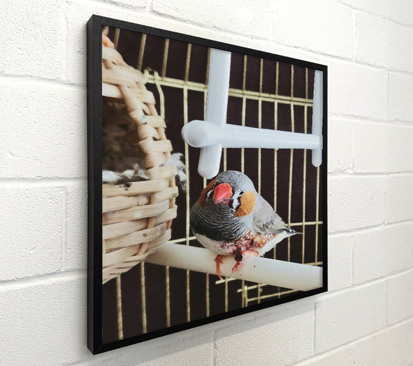 Grey Finch On Perch