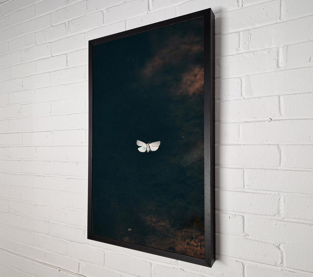  A Canvas Print of Blue Moth Reflection Canvas Print