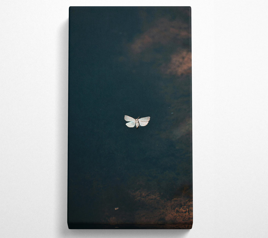  A Canvas Print of Blue Moth Reflection Canvas Print