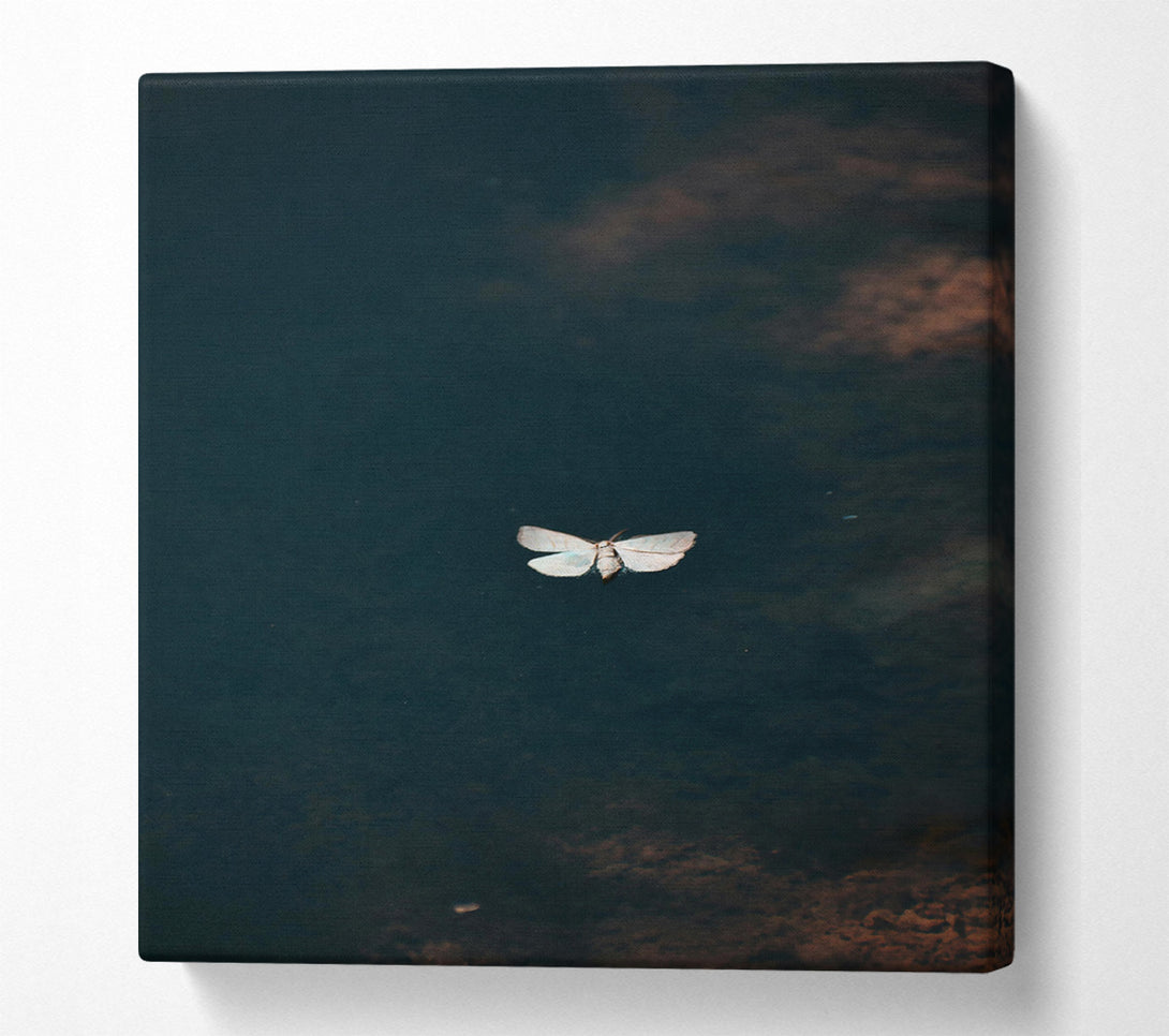  A Canvas Print of Blue Moth Reflection Canvas Print