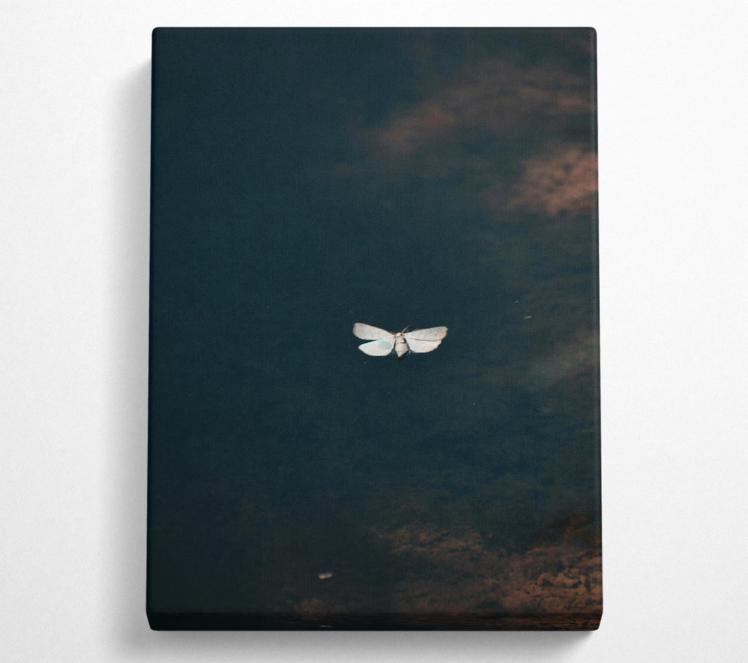  A Canvas Print of Blue Moth Reflection Canvas Print