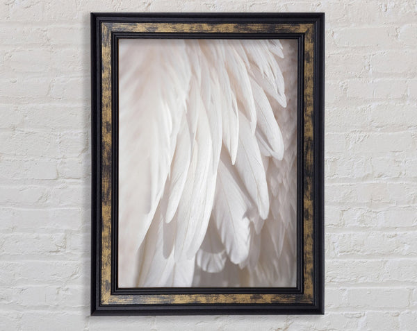 Feathers Close Up Framed Print