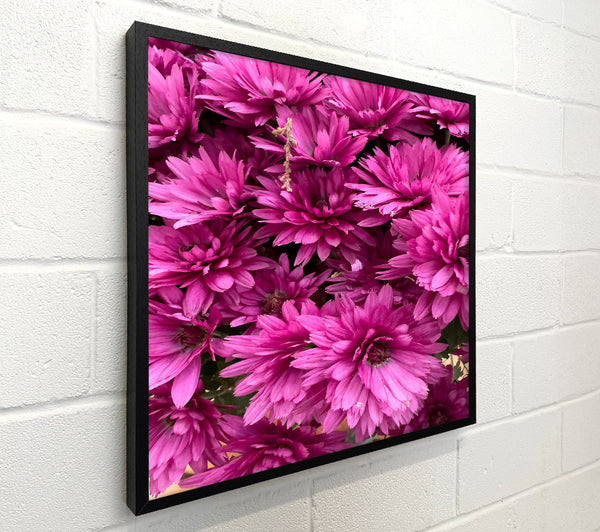 Fuchsia Flower Field