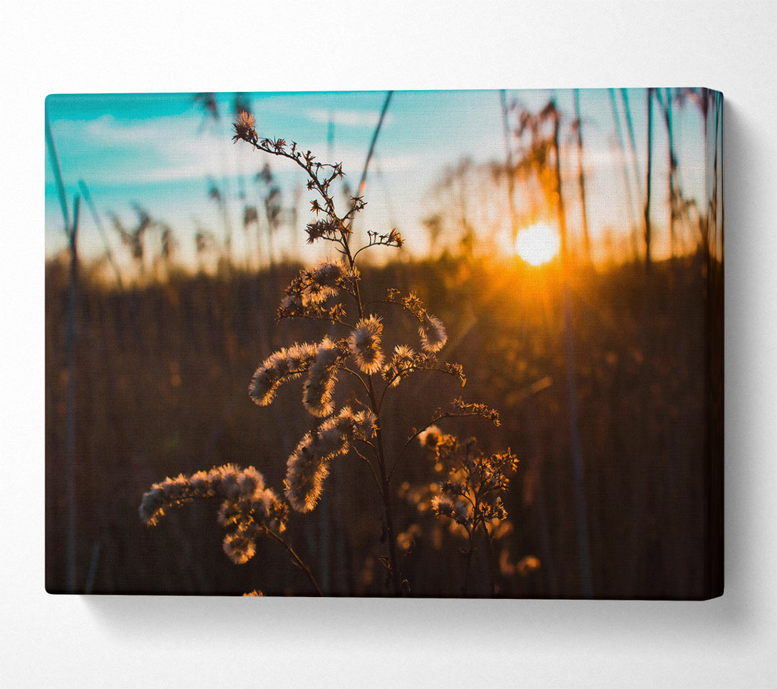  A Canvas Print of Golden Sunset Blooms Canvas Wall Art