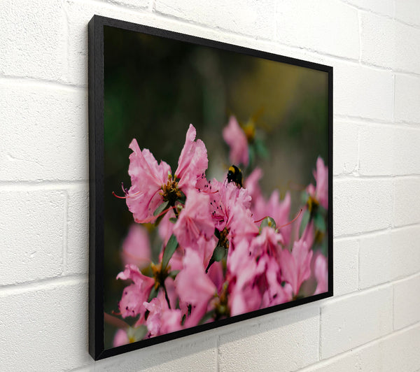 Pink Bumble Bee Bloom