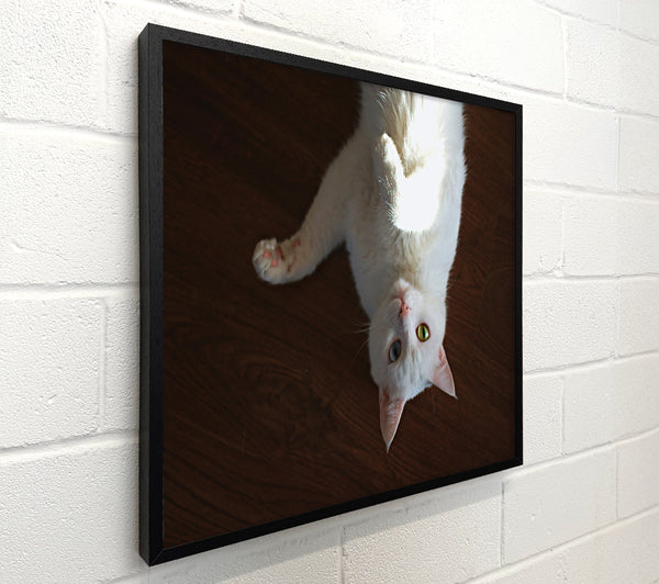 White Kitty Upside Down