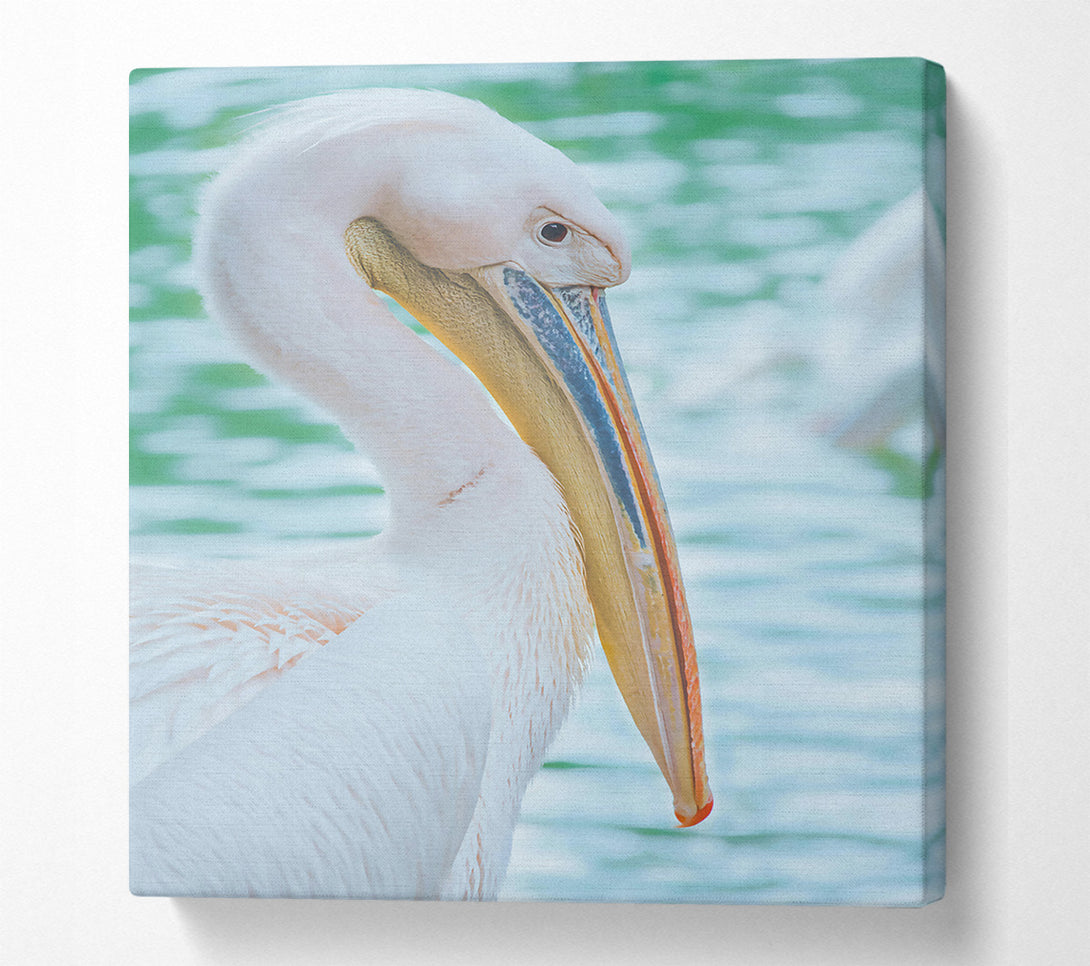  A Canvas Print of White Pelican'S Rest Canvas Art