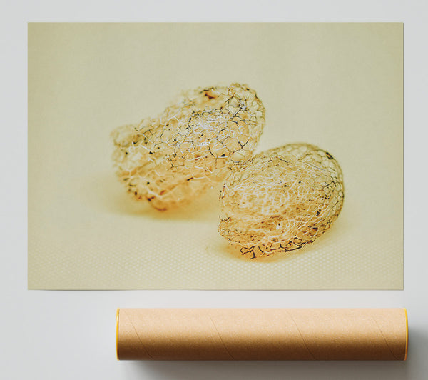 Pale Lace Shells Giclee Print