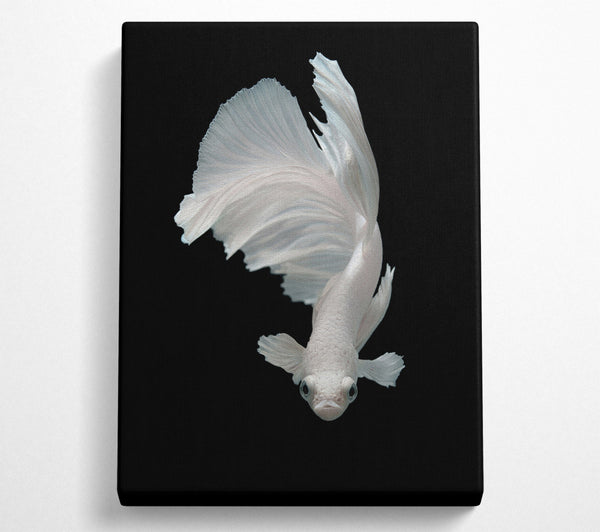  A Canvas Print of Fighter Fish Canvas Wall Art