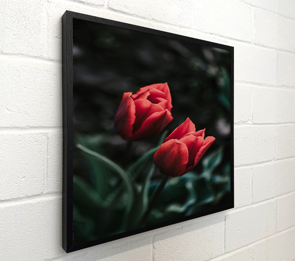 Crimson Bloom In Shadow