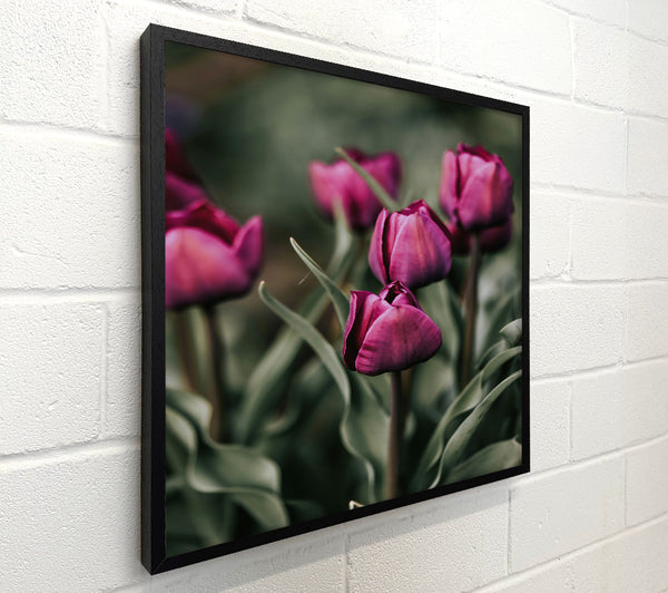 Burgundy Budding Tulips