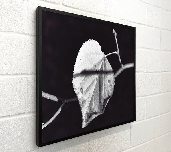 The Silver Leaf'S Shadow