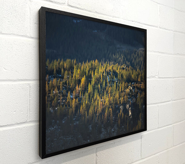 Golden Pine Mountainside
