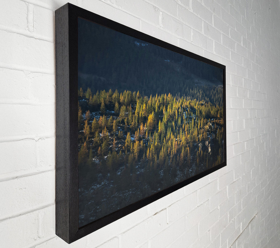  A Canvas Print of Golden Pine Mountainside Canvas Wall Art