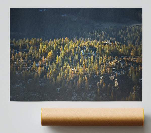 Golden Pine Mountainside Giclee Print