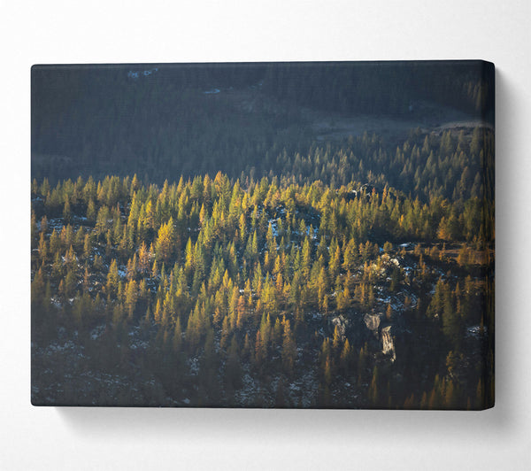  A Canvas Print of Golden Pine Mountainside Canvas Wall Art