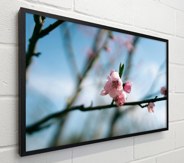 Pink Blossom Bloom