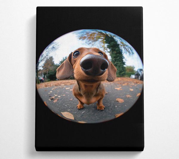  A Canvas Print of Fish Eye Pooch Canvas Print