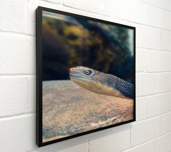 Blue Turtle'S Gaze