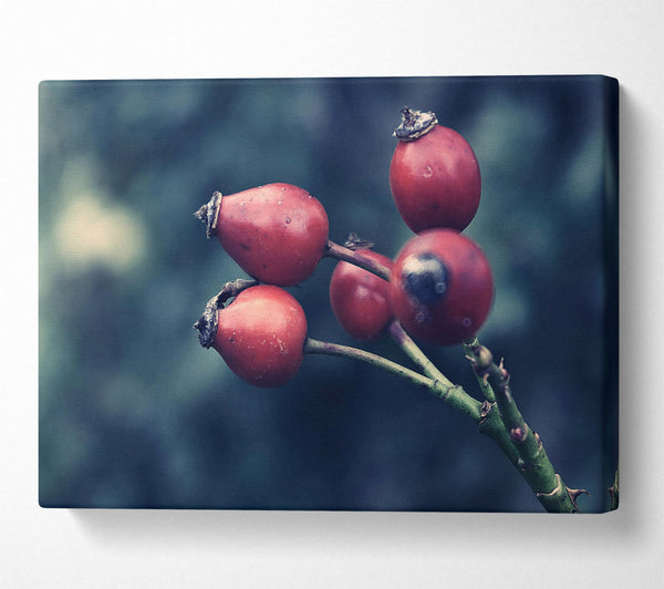  A Canvas Print of Crimson Wild Berries Canvas Art