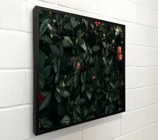 Crimson Green Foliage