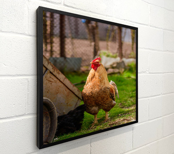Golden Rooster In Grass