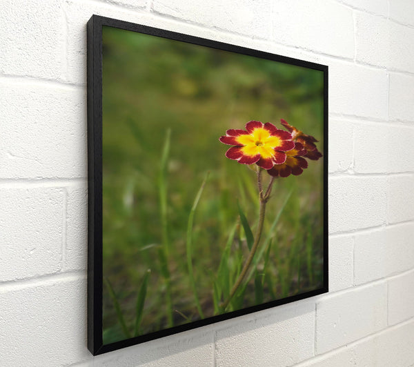 Crimson Yellow Bloom
