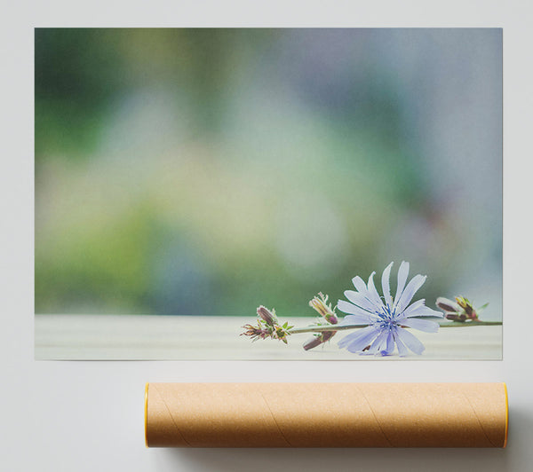 A Single Blue Bloom Print