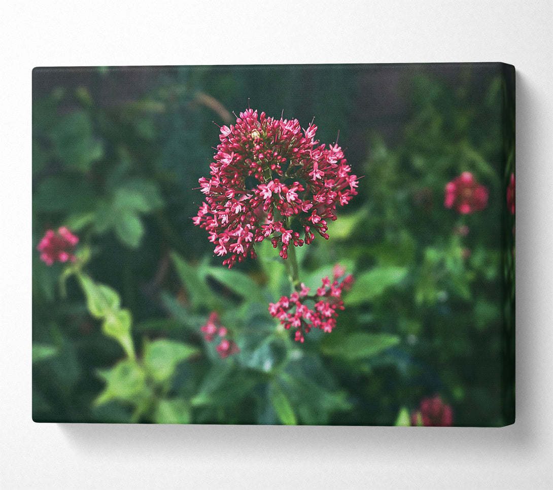  A Canvas Print of Crimson Bloom'S Embrace Canvas Wall Art