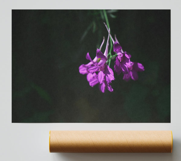 Purple Whispers In Shadow Giclee Print