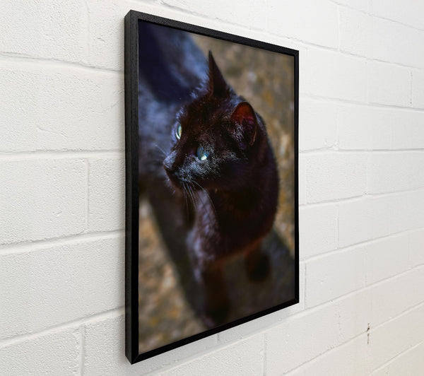 Black Cat'S Gaze