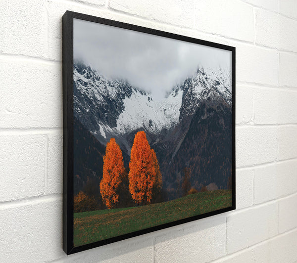 Orange Trees In The Snow