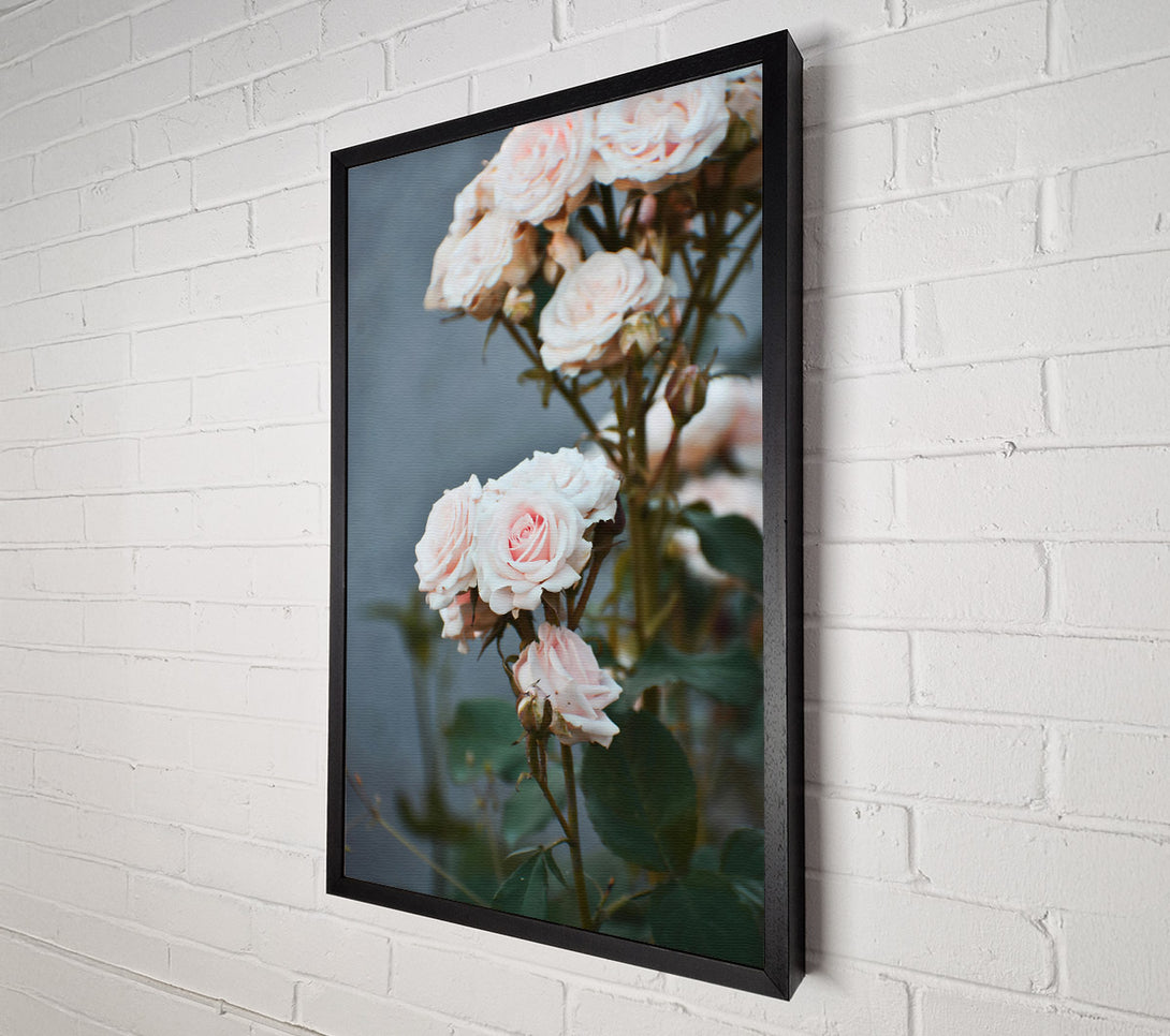  A Canvas Print of Blushing Pink Roses Canvas Print