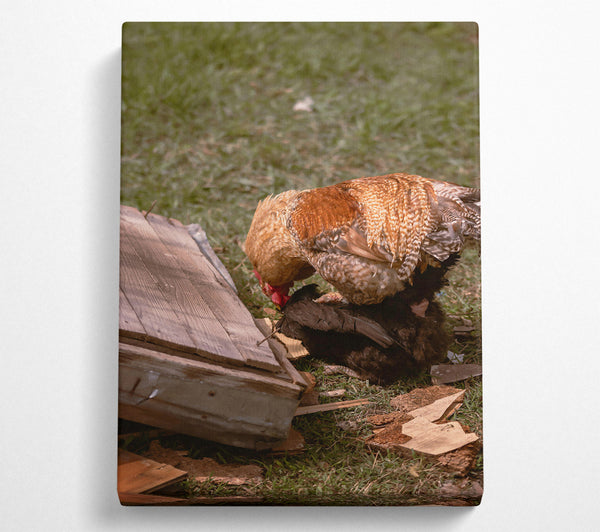  A Canvas Print of Golden Rooster'S Embrace Canvas Print