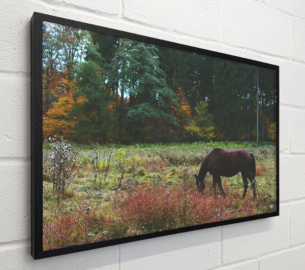 Brown Horse In The Woods