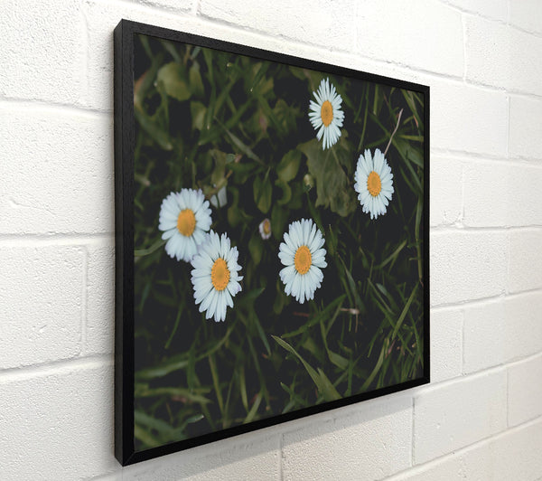 White Daisies In Green Grass