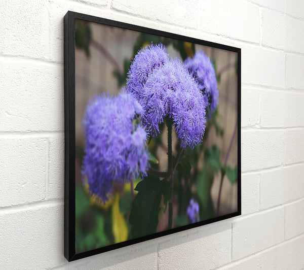 Lavender Bloom Burst