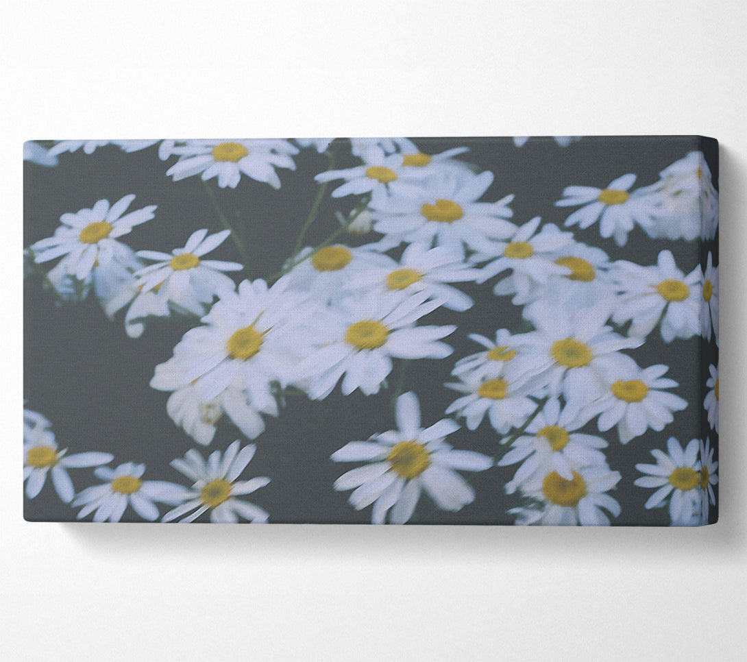  A Canvas Print of White Daisies In Bloom Canvas Wall Art