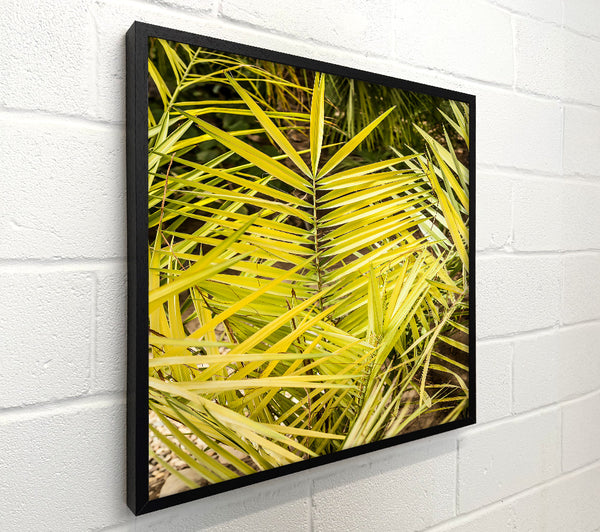 Golden Palm Fronds