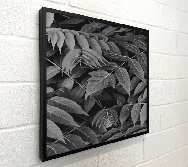 Silver Leaf Canopy