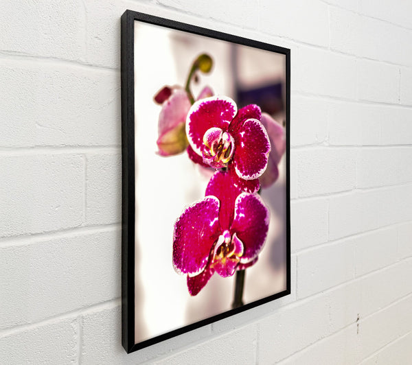 Fuchsia Orchid Bloom
