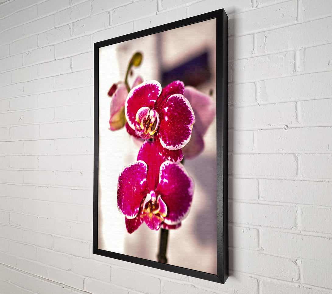  A Canvas Print of Fuchsia Orchid Bloom Canvas Print