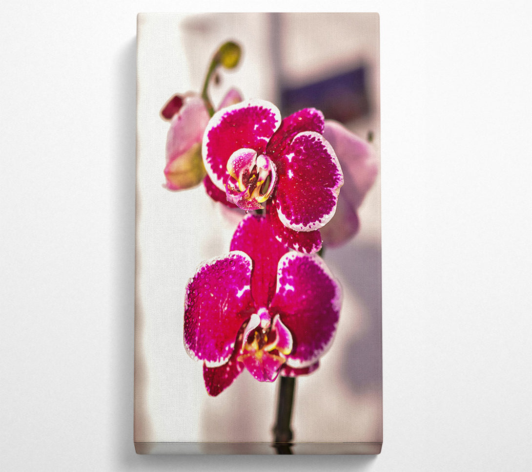  A Canvas Print of Fuchsia Orchid Bloom Canvas Print