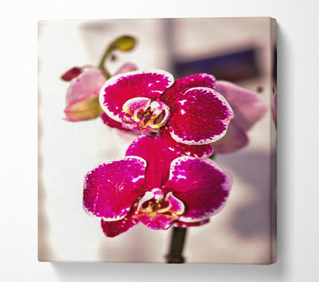  A Canvas Print of Fuchsia Orchid Bloom Canvas Print