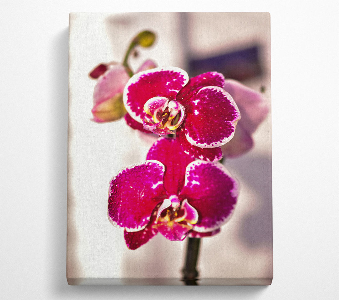  A Canvas Print of Fuchsia Orchid Bloom Canvas Print